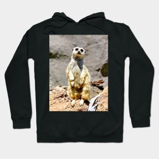 Meerkat Hoodie